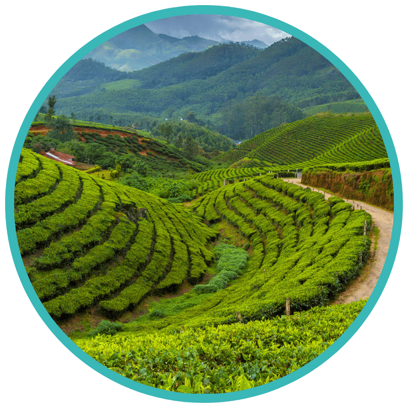 Munnar’s Tea Plantations Munnars Tea Plantations
